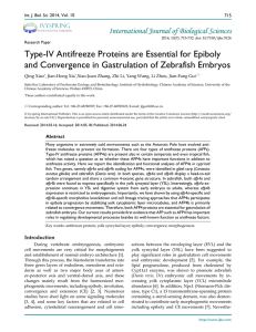 Type-IV Antifreeze Proteins are Essential for Epiboly and