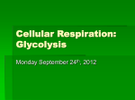 CR Glycolysis – September 24th