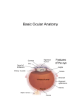 Basic Ocular Anatomy
