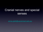 Cranial nerves and special senses - UQMBBS-2013