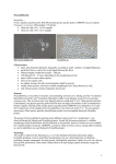 Nocardioforms - Activated Sludge Information Systems