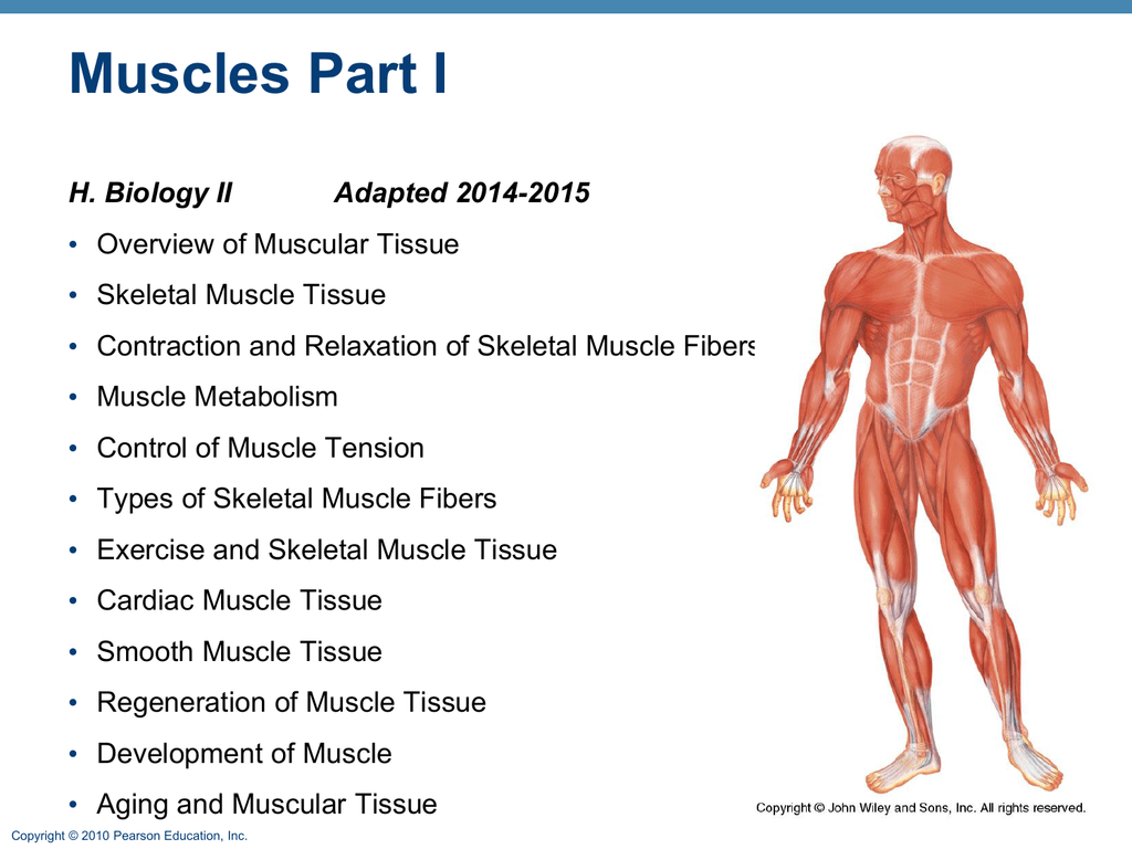 picture Cardiac Muscle Fibers John Wiley studyres com