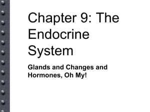 Chapter 9: The Endocrine System