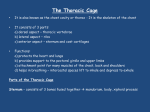 The Thoracic Cage