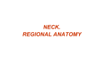 neck topography_engl.2011