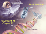 DNA Structure - WordPress.com