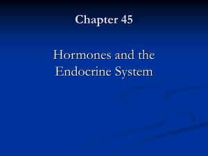 Ch 45 Endocrine System