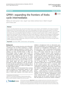 GPR91: expanding the frontiers of Krebs cycle intermediates