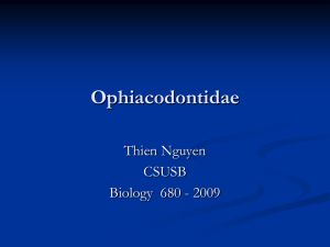 Ophiacodontidae - Dr. Stuart Sumida