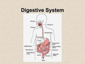 Digestive systemand Excretory System