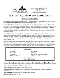 Butterfly Gardens for North Texas