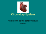 Circulatory - Killeen ISD