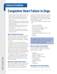Congestive Heart Failure in Dogs