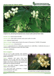 Acacia mearnsii (black wattle)