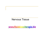 Nervous Tissue - Fisiokinesiterapia