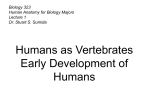 Humans as Vertebrates Early Development of