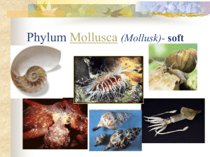 Mollusca powerpoint16 File