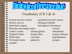 Forebrain cont`d