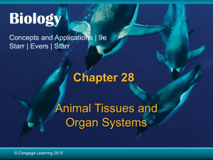 Chapter 28 Animal Tissue and Organ Systems