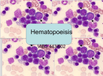 11. Lab – Hematopoeisis