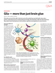 Glia Ç more than just brain glue