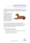 Canine Iliopsoas Strains