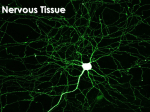 Central nervous system