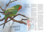 A swift exit - Birdlife Australia