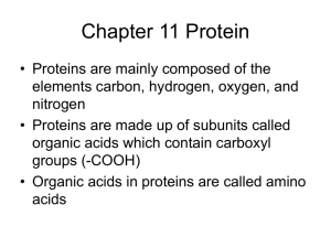 Chapter 11 Protein
