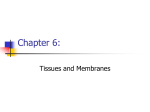 Chapter 6 - Tissues and Membranes