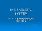 DipaCH6 - THE SKELETAL SYSTEM