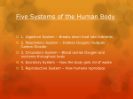 Five Systems of the Human Body