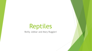 Reptiles