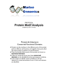 Protein Motif Analysis
