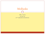 Mollusks - Science: 7(AD)