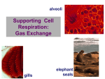 6 Cell Respiration and Gas Exchange
