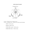 Mantle Processes