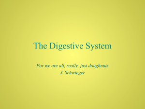 The Digestive System - Mounds Park Academy Blogs
