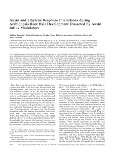 Auxin and Ethylene Response Interactions during Arabidopsis Root