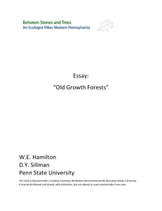Essay: “Old Growth Forests”