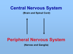 6. Peripheral Nervous System