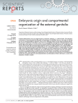 Embryonic origin and compartmental organization of the external