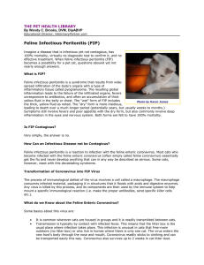 Feline Infectious Peritonitis (FIP)