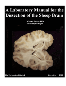 Labratory Manual for Sheep Brain Dissection