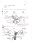 Chapter 16: The Reproductive System p. 513 c Yt(l ligament Iabium