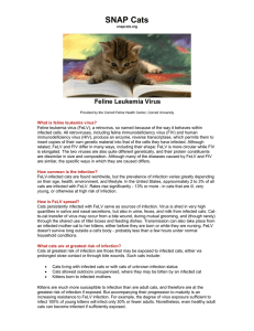 What is feline leukemia virus