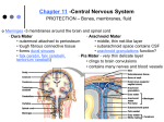 Chapter 11 - Central Nervous System