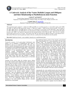 A Cadaveric Analysis of the Vastus Medialis Longus and