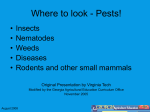 AG-GH-PS-01.461-08.2p Insect_Powerpoint