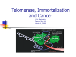 Breakdown in the Regulation of Telomerase: Cellular